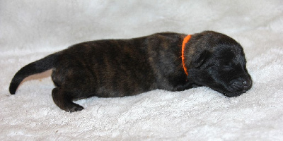 CHIOT collier orange