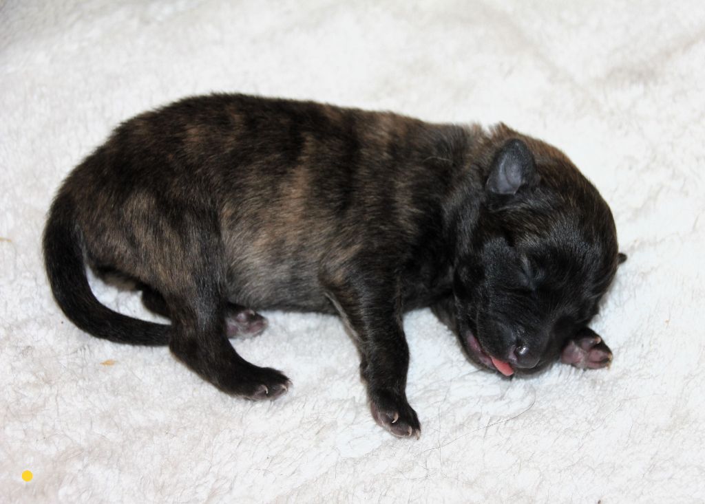 Du Bois Du Manil - Chiots disponibles - Berger hollandais