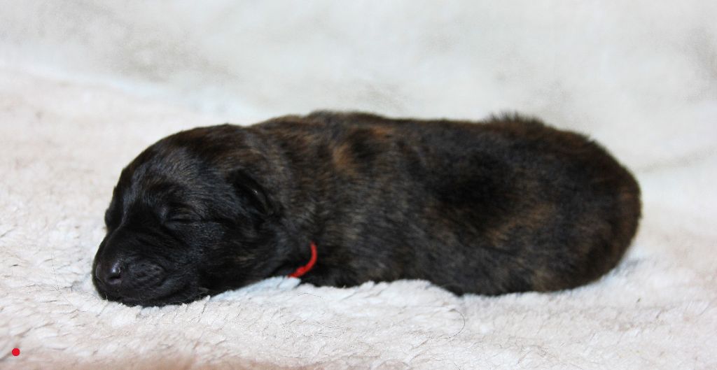 Du Bois Du Manil - Chiots disponibles - Berger hollandais